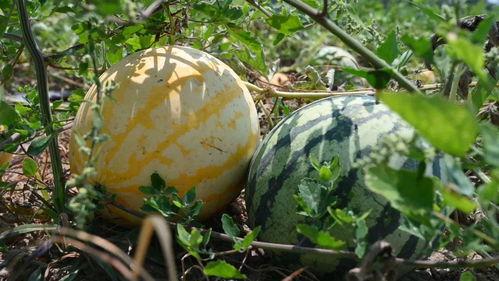 娱乐718吃瓜上不去了